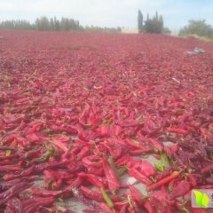 新疆焉耆大漠红铁板椒诚信合作