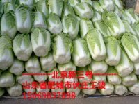 肥城鼎盛蔬菜购销王波10月北京新三号白菜