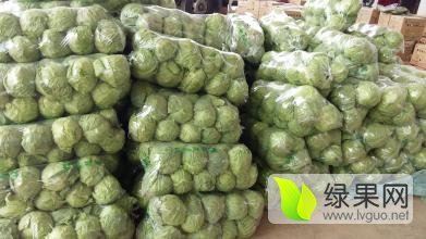 定州深路赵小虎9月中甘21甘蓝