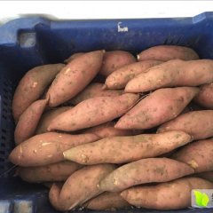 藁城红薯是名优特产常安张志虎诚信合作