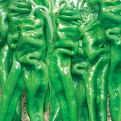 费县薛庄刘学增9月螺丝椒辣椒