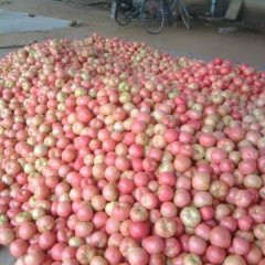 东昌府西红柿随行就市沙镇刘宪明诚信合作