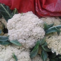 三原甘蓝随行就市,鲁桥郑鑫诚信合作