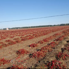 开鲁东风辣椒市场北京红辣椒价格