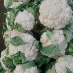 河北磁县雪玉菜花质量上乘