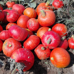 2015沽源南瓜抓住商机无限