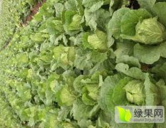 湖北蔬菜基地 山地王品种货源充足