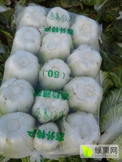 2015年湖北嘉鱼青杂三号价格