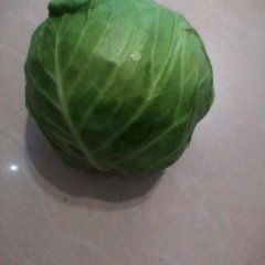 湖北蔬菜基地 绿宝石品种正在上应