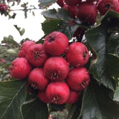 山西芮城大金星山楂名优产品