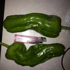 薛城周营任昱霖10月灯笼椒辣椒