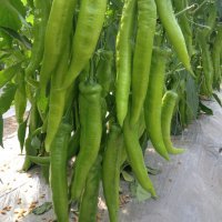 河南通许大棚黄皮椒，湘辣7号线椒0.7元
