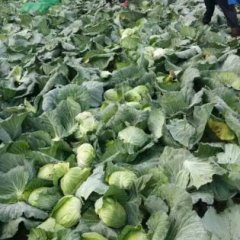 湖北嘉鱼潘家湾平包，球包：邓自国