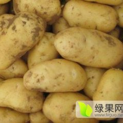 黑龙江.中薯5号.荷兰.尤金885种子.