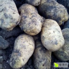2015北林土豆现在订货有惊喜