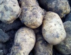 2015北林土豆现在订货有惊喜