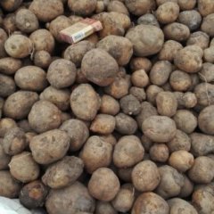 北林东富马善国10月延薯四号土豆