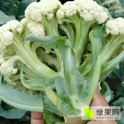 东明井店胡少飞10月白面青梗松花菜菜花 菜花价格行情 蔬菜商情网
