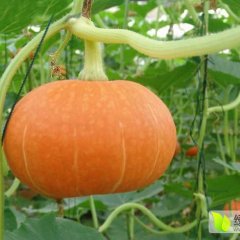 昌乐五图丰宽升10月红栗南瓜