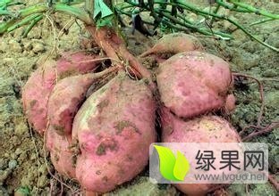 磁县红薯价格行情平稳,漳河王志晨诚信合作