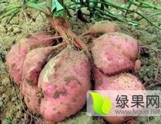 磁县红薯价格行情平稳,漳河王志晨诚信合作