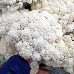 惠民菜花诚信合作