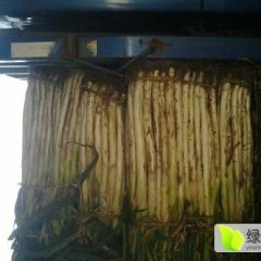 山东昌邑长白章丘大葱价格适宜，快来抢购