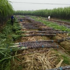 浙江黑皮甘蔗大量供应，品质好，批发面谈