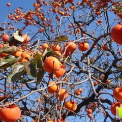 唐县盛产大量各种品种的柿子