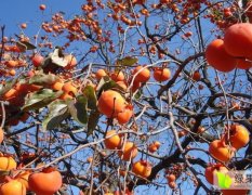 唐县盛产大量各种品种的柿子