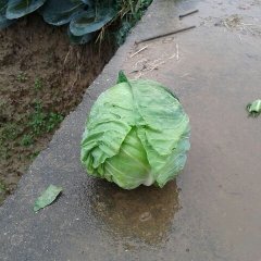 2015嘉鱼甘蓝值得出手