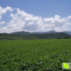 牙克石免渡李冬梅10月荷兰七号土豆