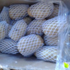 山东莱西荷兰十五库存土豆大量出库