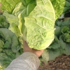 泾阳云阳吕亮10月贵龙五号小白菜