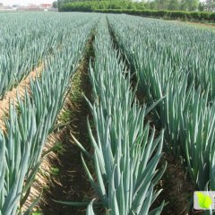 山东滕州铁杆大葱绿色无公害