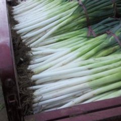 2015东昌府大葱俏销大江南北
