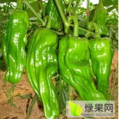 2016兰陵辣椒值得出手