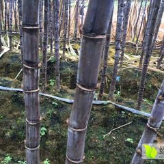 广西龙州县黑皮甘蔗火热上市了