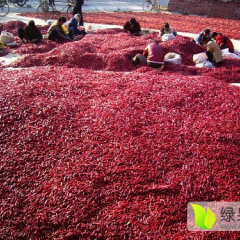 开封市通许县万亩三樱八号干辣椒大量供应