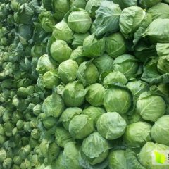 博爱甘蓝产销两旺,孝敬张老四诚信合作