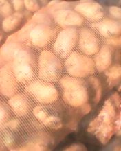 齐齐哈尔土豆著名品牌讷河贾立新诚信合作