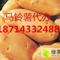 讷河土豆名扬天下,同义高女士诚信合作