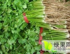 虞城李老荣鳯鳯10月大叶香菜