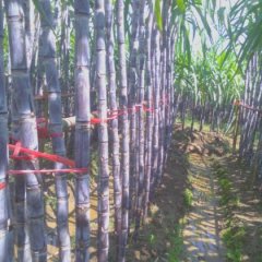 龙州甘蔗价格适宜下冻易志强诚信合作