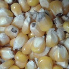 2015嫩江玉米再不来就没机会了！