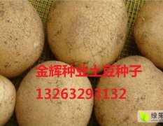 北京大兴荷兰土豆种子马铃薯种薯聚焦市场