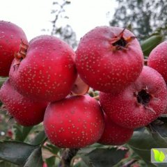 山东济南市平阴县大金星山楂供应