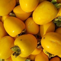 山东胶南自家种的牛心柿（金瓶柿子）