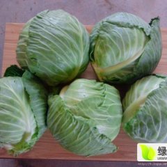 湖北嘉鱼荷兰皮球甘蓝名扬天下