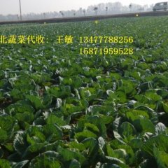 湖北潘家湾甘蓝现己陆续上市欢迎咨询订购